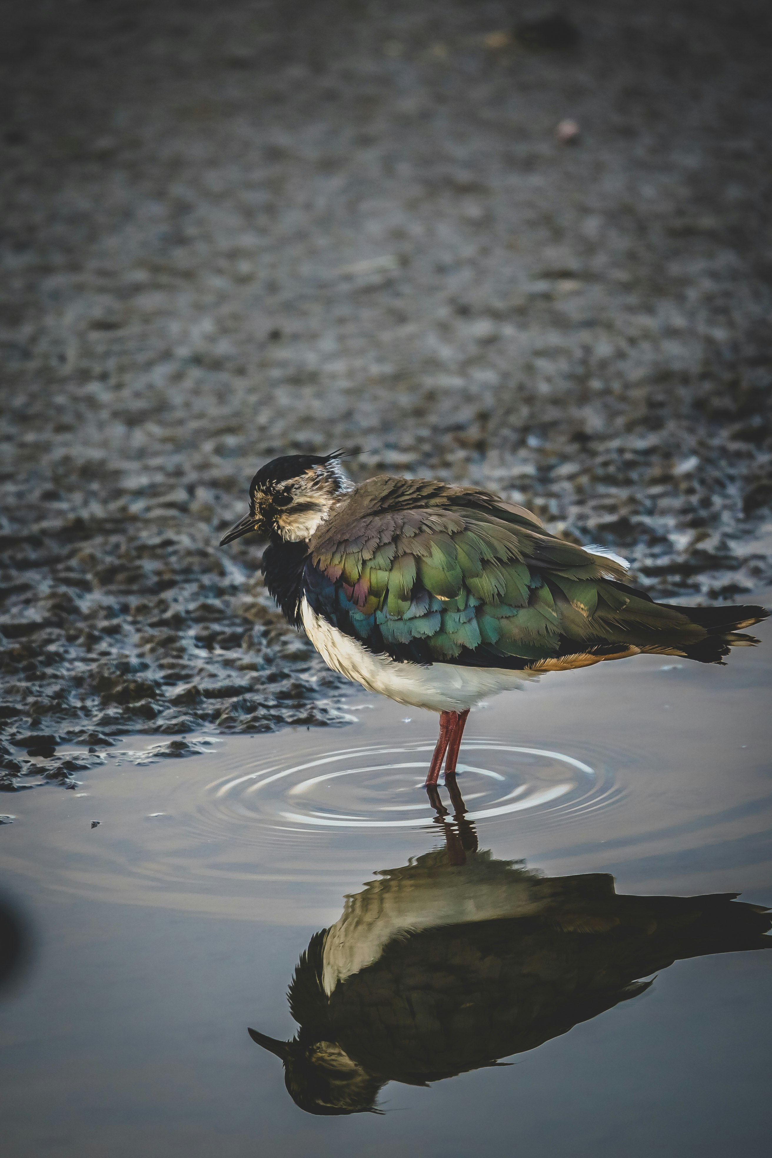 green black and white bird on water during daytime